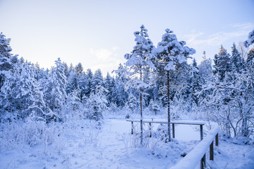 Fir trees covered with snow close to meadow on a frosty winter evening.