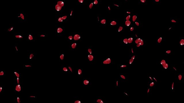 Rote Rosenbl&auml;tter fallen vor schwarzem Hintergrund