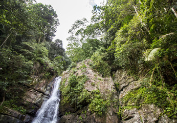 Naklejka na ściany i meble Rainforest Waterfall and Stream