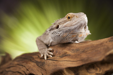 Agama bearded, pet on black background, reptile