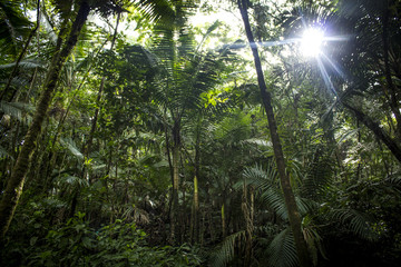 Rainforest Landscape