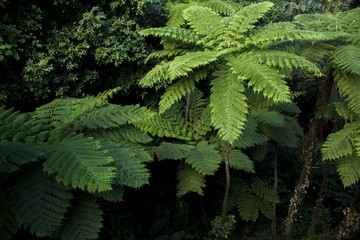 Rainforest Landscape