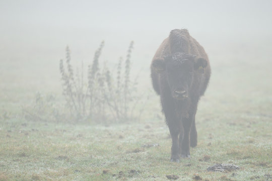 B&uuml;ffelkalb im Nebel