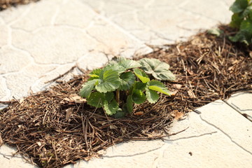 Strawberries without young berries growing in the garden under the mulch. The bed is located between the tiles.