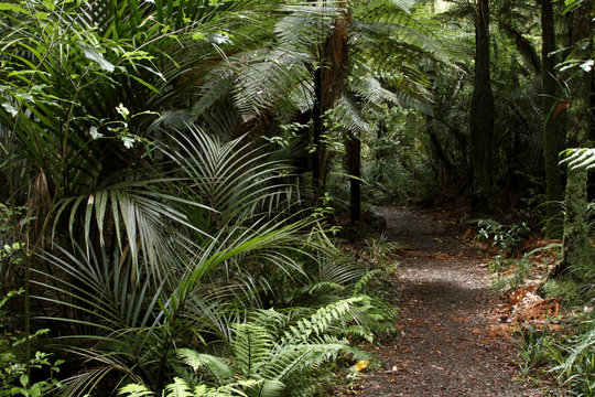 Fototapeta Walking trail in forest