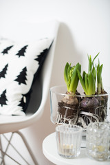 minimalist furniture and hyacinths
