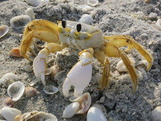 Krabbe am Strand