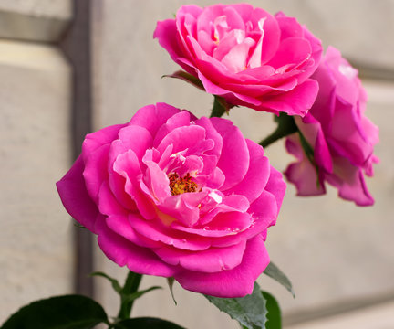 Rosa 'Majora'