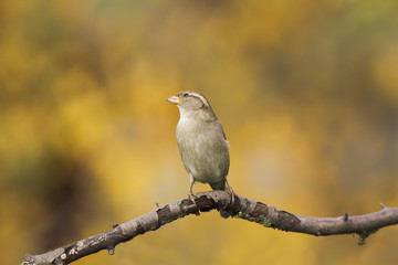 Sparrow in autumn Park on a tree branch