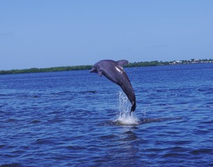 Springender Delphin © Thomas