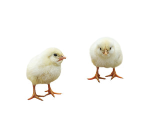 two little fluffy yellow chicken on white isolated background
