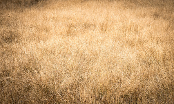 Yellow Nature Abstract Background