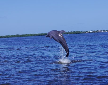 Springender Delphin
