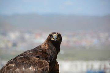 Mogolischer Adler guckt in Kamera