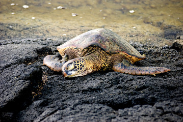 Green Sea Turtle V