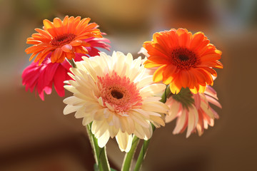 Bouquet of colorful gerbera against a neutral background. The su