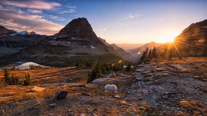 Mountain goat and setting sun in Glacier National Park