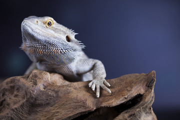 Lizard root, Bearded Dragon on green background