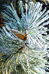 Fototapeta premium Macro photo. Winter forest. Still yellow leaves of the trees and bright green needles of the pine trees covered with snow and frost. Frozen trees under a bright blue winter sky
