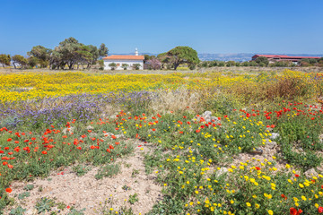 Obraz premium Kato Paphos Archaeological Park, Cyprus.