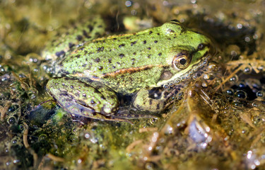 Teichfrosch, Frosch, Frosch im Wasser