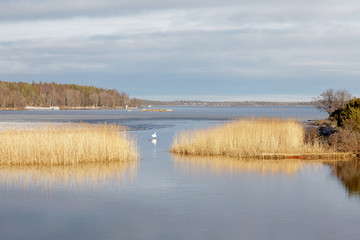Archipelago, reed and a distant swan reflecting in the water
