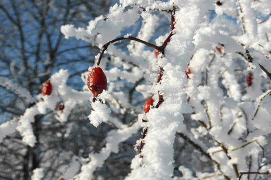 Altenberg Erzgebirge