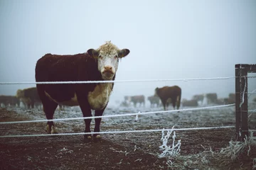Photo sur Aluminium Vache Vache dans le pâturage d& 39 hiver