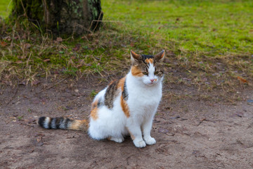 Outdoor portrait of three coloured cat