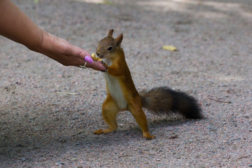 squirrel eating peanuts from palm