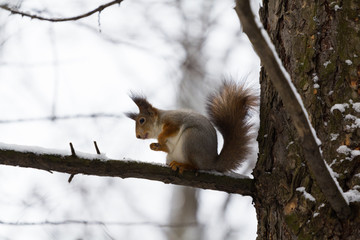 squirrel on tree at winter