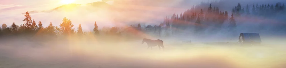 Washable wall murals Morning with fog A horse grazes in the fog