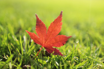 Red maple leaf on the green grass
