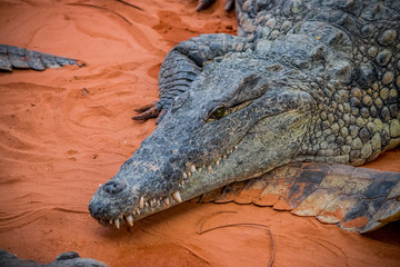 Crocodile du Nil