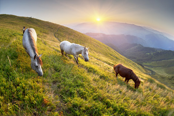 Obraz premium Horses and Sun