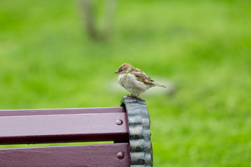 Sparrow bird on the bench in summer Park