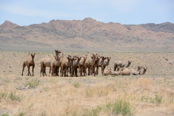 Fototapeta na wymiar Mongolische Kamele in der Wüste Gobi