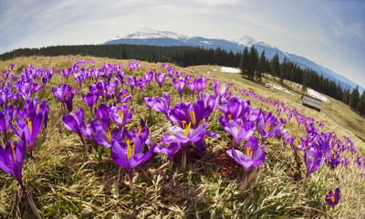 Fototapeta premium Crocuses spring Chornogory