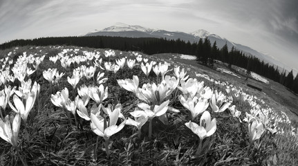 Crocuses spring Chornogory