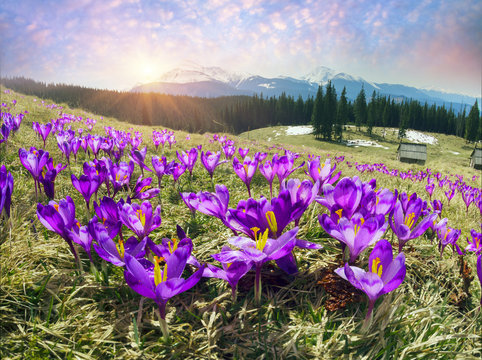 Fototapeta Crocuses spring Chornogory