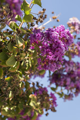 Purple Magenta Crape Myrtle Flowers Blue Sky Background Tree Blooming California Garndening Nature