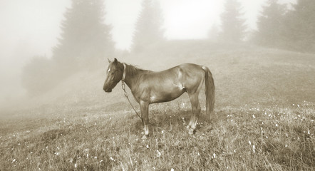 Obraz na płótnie Canvas mountains foggy horse