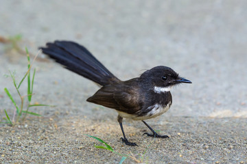 Malaysian pied fantail(Rhipidura javanica), beautiful bird standing in garden.