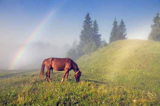  white foggy rainbow