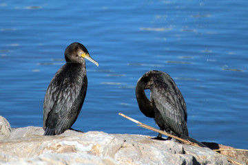 Cormoranes