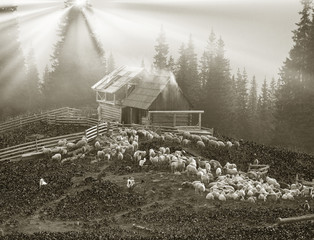 Fototapety na wymiar - Fototapeta24.pl