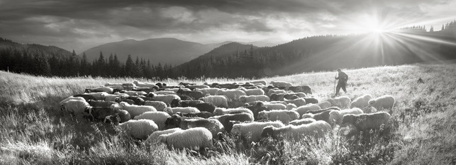 Fototapeta premium Czarno-białe zdjęcie owiec