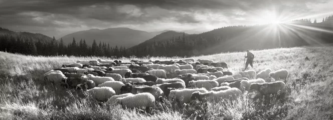 Cercles muraux Moutons Black and white photo of sheep