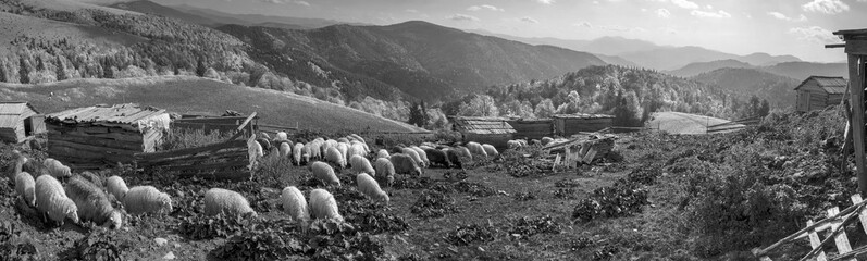 Naklejka premium Czarno-białe zdjęcie owiec