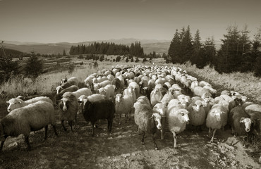 Black and white photo of sheep
